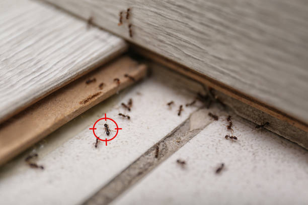 Best Affordable Pest Control Services  in Gregory, SD